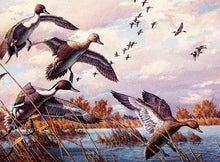 Load image into Gallery viewer, Harry Adamson 1989 Ducks Unlimited Stamp Print With Stamp - Brand New Super Custom Sporting Frame