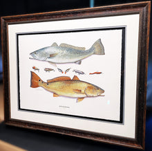 Load image into Gallery viewer, John Dearman Recuerdos GiClee 3/4 Sheet Speckled Trout, Red &amp; Lures - Brand New Super Custom Sporting Frame  ***  CHRISTMAS SPECIAL  ***