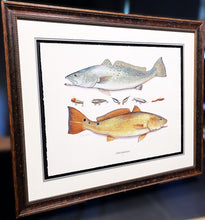 Load image into Gallery viewer, John Dearman Recuerdos GiClee 3/4 Sheet Speckled Trout, Red &amp; Lures - Brand New Super Custom Sporting Frame  ***  CHRISTMAS SPECIAL  ***