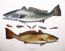 Load image into Gallery viewer, John Dearman Recuerdos GiClee 3/4 Sheet Speckled Trout, Red &amp; Lures - Brand New Super Custom Sporting Frame  ***  CHRISTMAS SPECIAL  ***