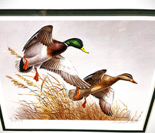 Load image into Gallery viewer, Maynard Reece 1988 National Fish And Wildlife Foundation Duck Stamp Print Gold Medallion Edition With Double Stamps - Autumn Wings - Brand New Custom Sporting Frame