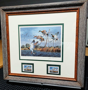 David Maass 1989 Texas Waterfowl Duck Stamp Print With Double Stamps - Brand New Custom Sporting Frame