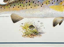 Load image into Gallery viewer, John P. Cowan Speckled Trout Texas Treasure Poster Art Lithograph Quality - Brand New Custom Sporting Frame